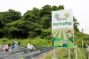 エンゼル自然体験農園で芋苗植え