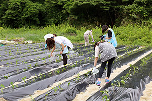 エンゼル自然体験農園で芋苗植え