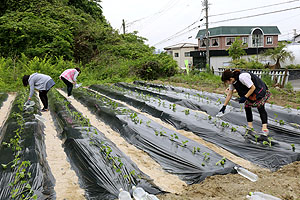 エンゼル自然体験農園で芋苗植え