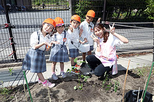 エンゼル畑に野菜の苗を植えました！　年長組