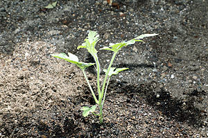 エンゼル畑に野菜の苗を植えました！　年長組