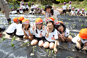 みんなでお芋の苗を植えました　　年長