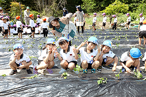 みんなでお芋の苗を植えました　　年長