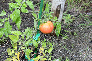 トマトを収穫しました‼　D