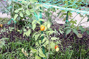 トマトの収穫をしました　C