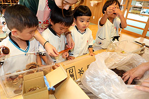 カブトムシの幼虫大きくなったよ　ことり