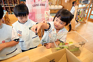 カブトムシの幼虫大きくなったよ　ことり