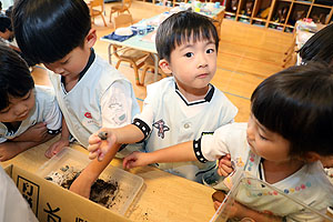 カブトムシの幼虫大きくなったよ　ことり