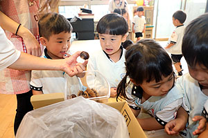 カブトムシの幼虫大きくなったよ　ことり