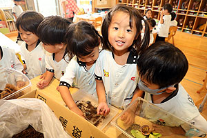 カブトムシの幼虫大きくなったよ　ことり