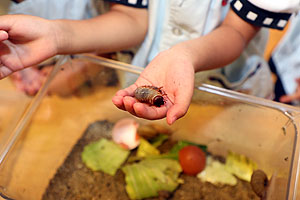 カブトムシの幼虫大きくなったよ　ことり