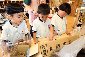 カブトムシの幼虫大きくなったよ　ことり