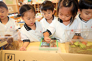 カブトムシの幼虫大きくなったよ　ことり