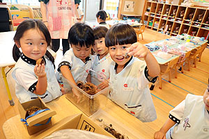 カブトムシの幼虫大きくなったよ　ことり