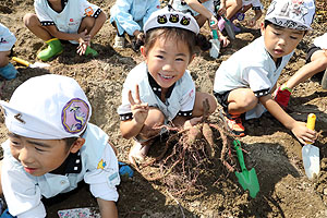 エンゼル自然体験農園でおいもほり　　年中