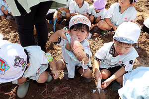 エンゼル自然体験農園でおいもほり　　年中