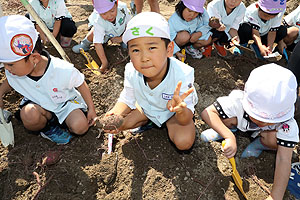 エンゼル自然体験農園でおいもほり　　年中