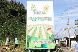 エンゼル自然体験農園でおいもほり　　年長