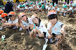 エンゼル自然体験農園でおいもほり　　年長