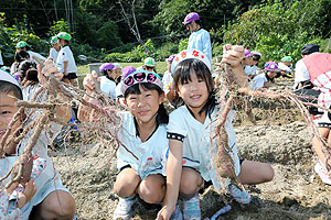 エンゼル自然体験農園でおいもほり　　年長