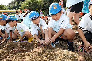 エンゼル自然体験農園でおいもほり　　年長