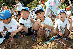 エンゼル自然体験農園でおいもほり　　年長