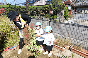 エンゼル畑でおいもほり　年少