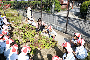 エンゼル畑でおいもほり　年少