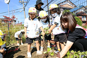 エンゼル畑でおいもほり　年少