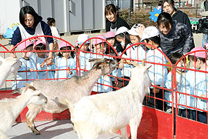 ふれあい動物園　たのしかったね　年中・ひよこ組