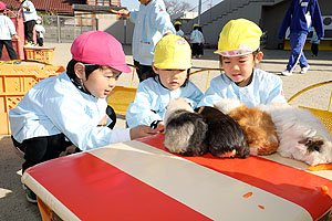 ふれあい動物園　たのしかったね　年中・ひよこ組