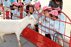 ふれあい動物園　たのしかったね　年中・ひよこ組