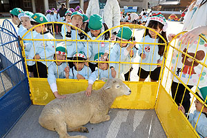 ふれあい動物園　たのしかったね　年長組