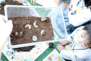 カブトムシの幼虫　大きくなぁれ　たんぽぽ・ひまわり