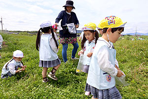 お散歩に出かけました　ひまわり・ばら・たんぽぽ