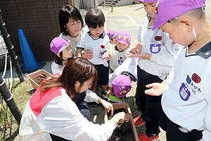 エンゼル畑に野菜の苗を植えました　年長組