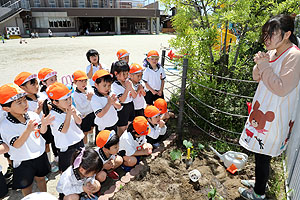 エンゼル畑に野菜の苗を植えました　年長組