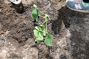 エンゼル畑に野菜の苗を植えました　年長組