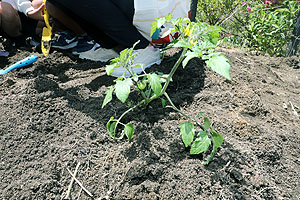 エンゼル畑に野菜の苗を植えました　年長組