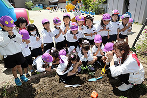 エンゼル畑に野菜の苗を植えました　年長組