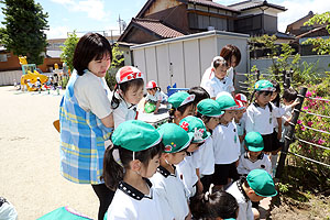 エンゼル畑に野菜の苗を植えました　年長組