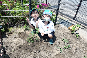 エンゼル畑に野菜の苗を植えました　年長組