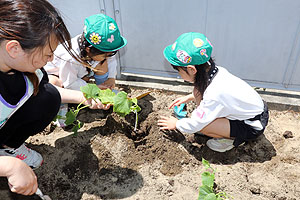 エンゼル畑に野菜の苗を植えました　年長組