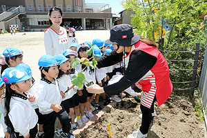 エンゼル畑に野菜の苗を植えました　年長組