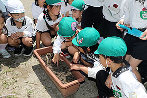 エンゼル畑に野菜の苗を植えました　年長組