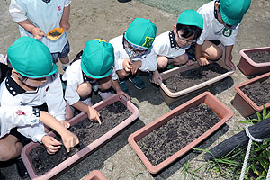 エンゼル畑に野菜の苗を植えました　年長組