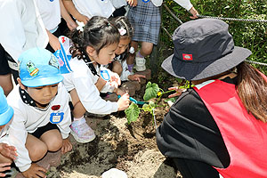 エンゼル畑に野菜の苗を植えました　年長組