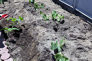 エンゼル畑に野菜の苗を植えました　年長組