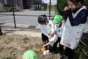 エンゼル畑に野菜の苗を植えました　年長組