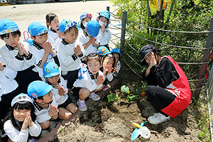 エンゼル畑に野菜の苗を植えました　年長組